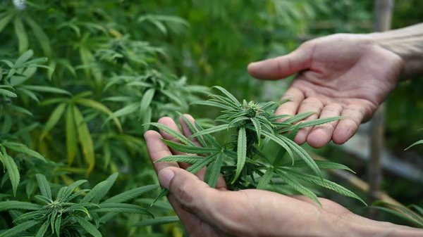 Le chanvre bio :  ses bienfaits et son utilisation